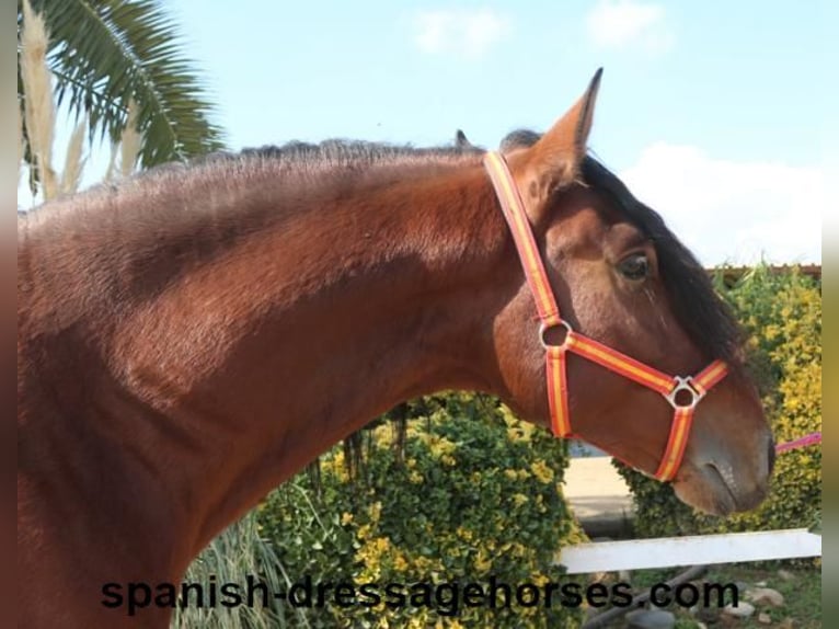 PRE Mix Stallion 3 years 16 hh Brown in Barcelona