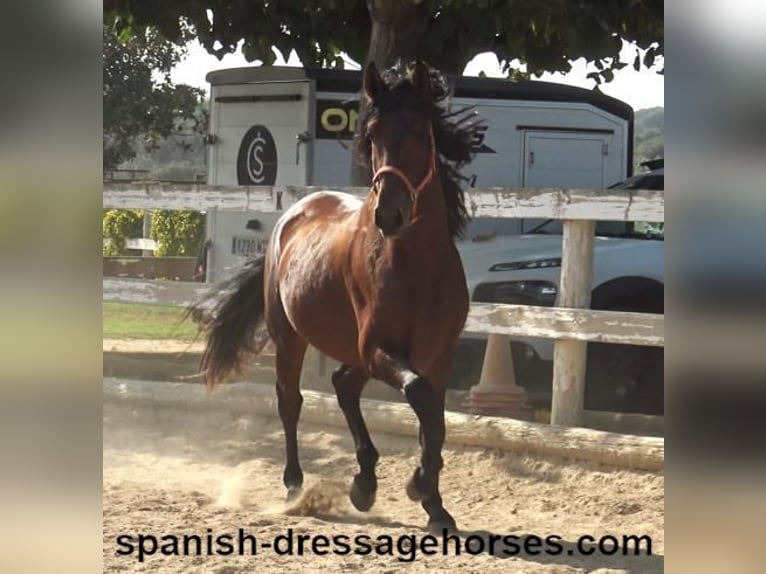 PRE Mix Stallion 3 years 16 hh Brown in Barcelona