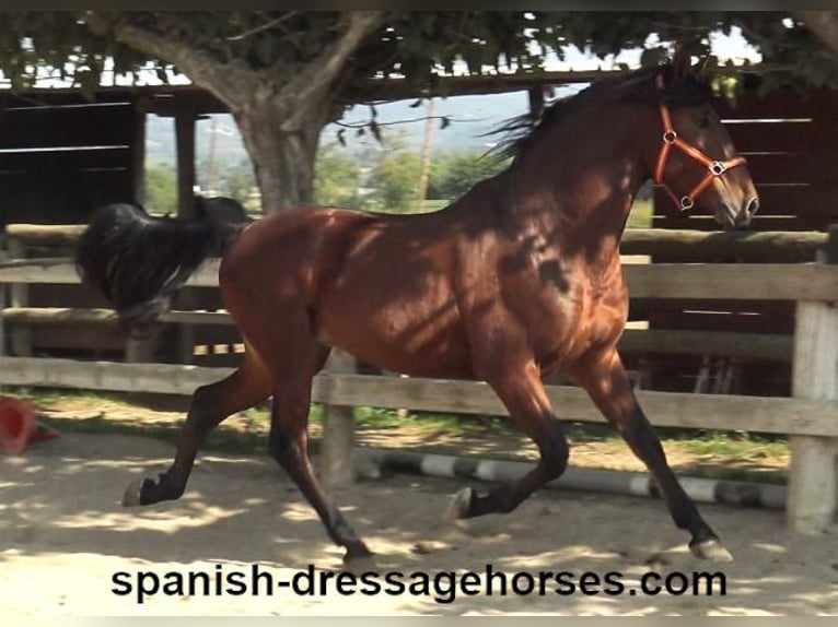 PRE Mix Stallion 3 years 16 hh Brown in Barcelona