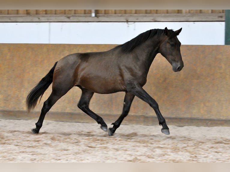 PRE Mix Stallion 3 years 16 hh Brown in Waldhölzbach