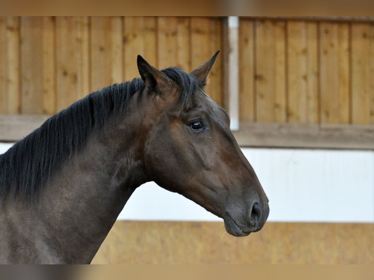 PRE Mix Stallion 3 years 16 hh Brown in Waldhölzbach