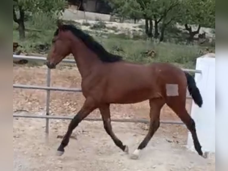 PRE Stallion 3 years 16 hh Brown in Baza