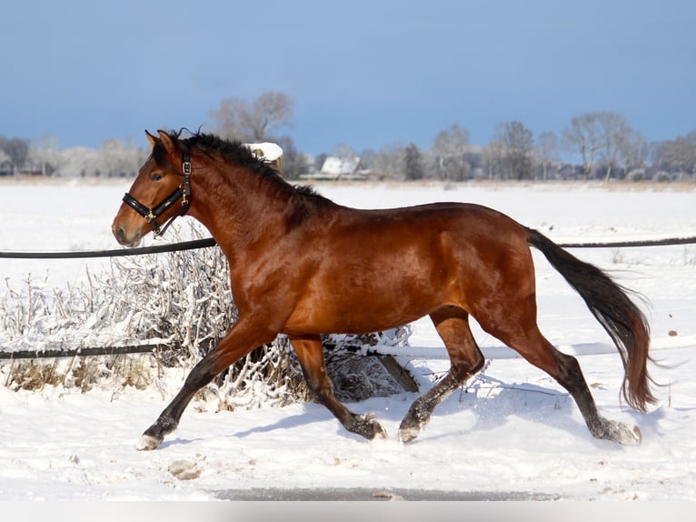 PRE Mix Stallion 3 years 16 hh Brown in Wremen