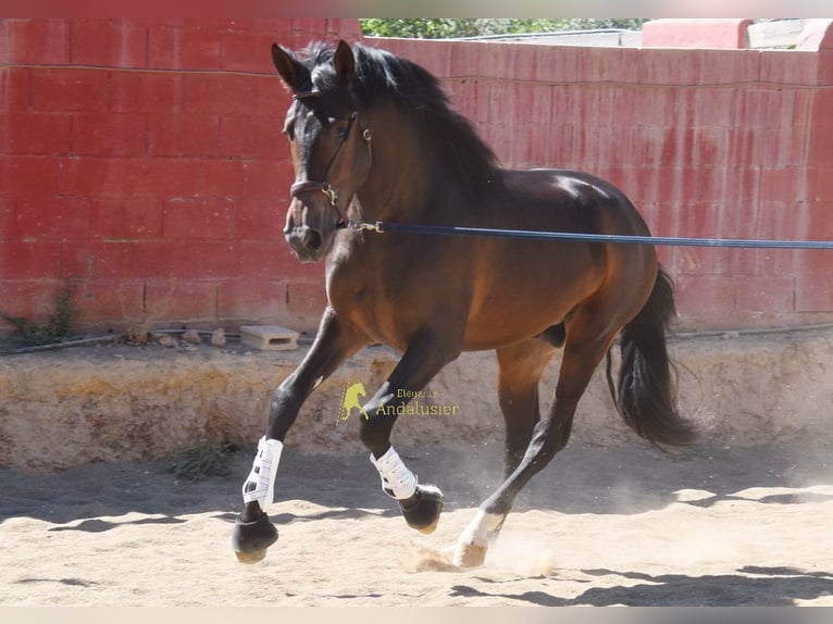 PRE Stallion 3 years 16 hh Brown in Provinz Granada