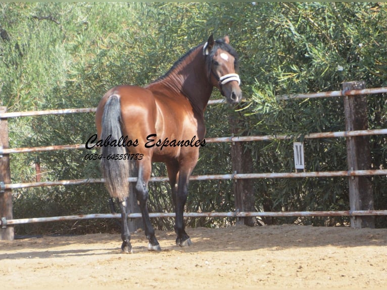 PRE Stallion 3 years 16 hh Brown in Vejer de la Frontera