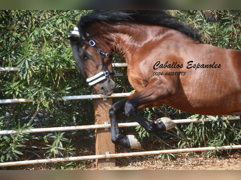 PRE Stallion 3 years 16 hh Brown in Vejer de la Frontera