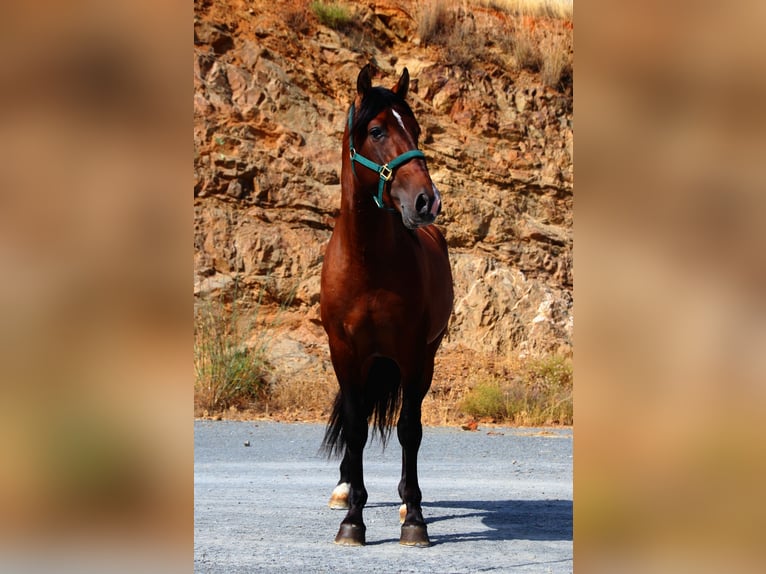 PRE Stallion 3 years 16 hh Brown in M&#xE1;laga