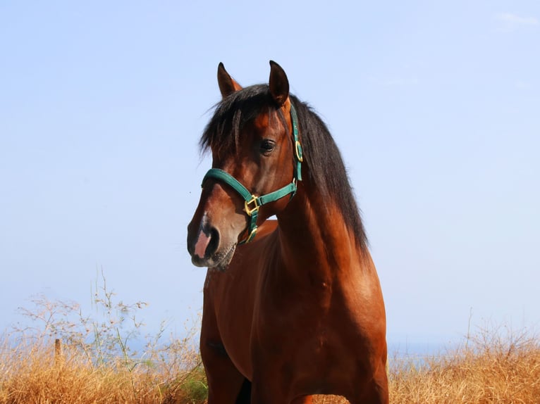 PRE Stallion 3 years 16 hh Brown in M&#xE1;laga