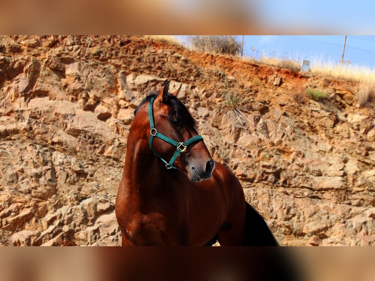 PRE Stallion 3 years 16 hh Brown in M&#xE1;laga