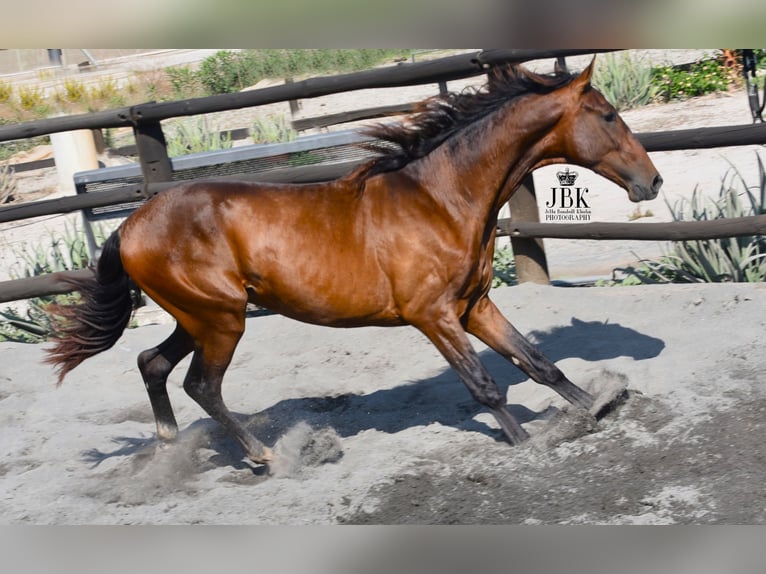 PRE Stallion 3 years 16 hh Brown in Tabernas Almeria