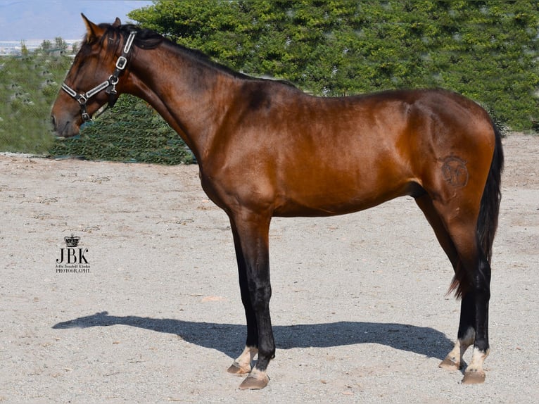PRE Stallion 3 years 16 hh Brown in Tabernas Almeria