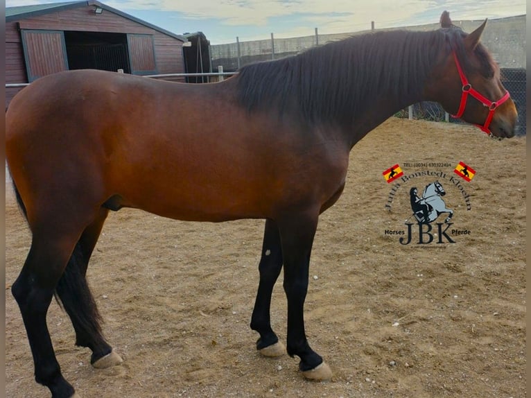 PRE Mix Stallion 3 years 16 hh Brown in Tabernas Almeria