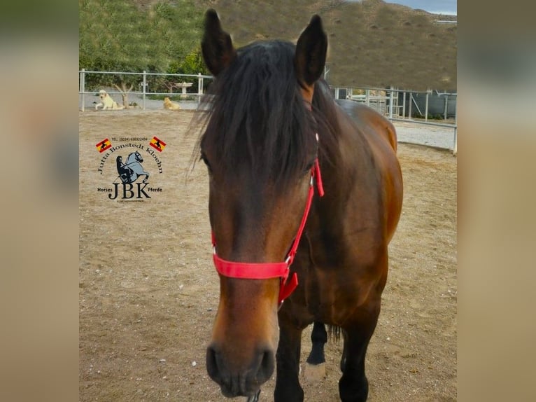 PRE Mix Stallion 3 years 16 hh Brown in Tabernas Almeria