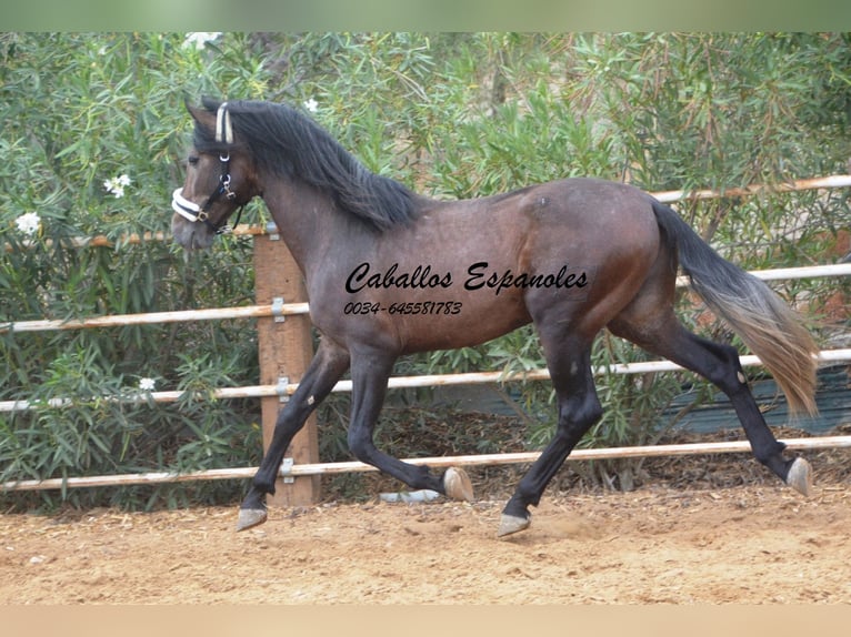 PRE Mix Stallion 3 years 16 hh Brown Falb mold in Vejer de la Frontera