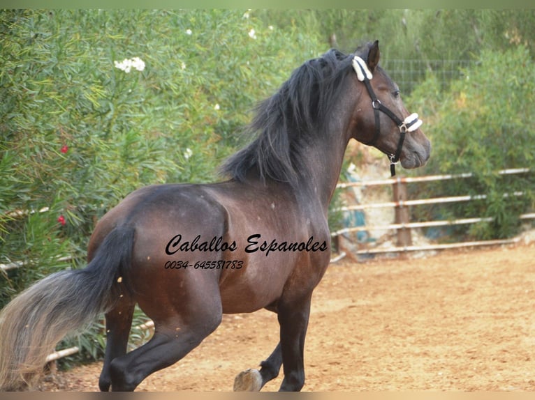 PRE Mix Stallion 3 years 16 hh Brown Falb mold in Vejer de la Frontera