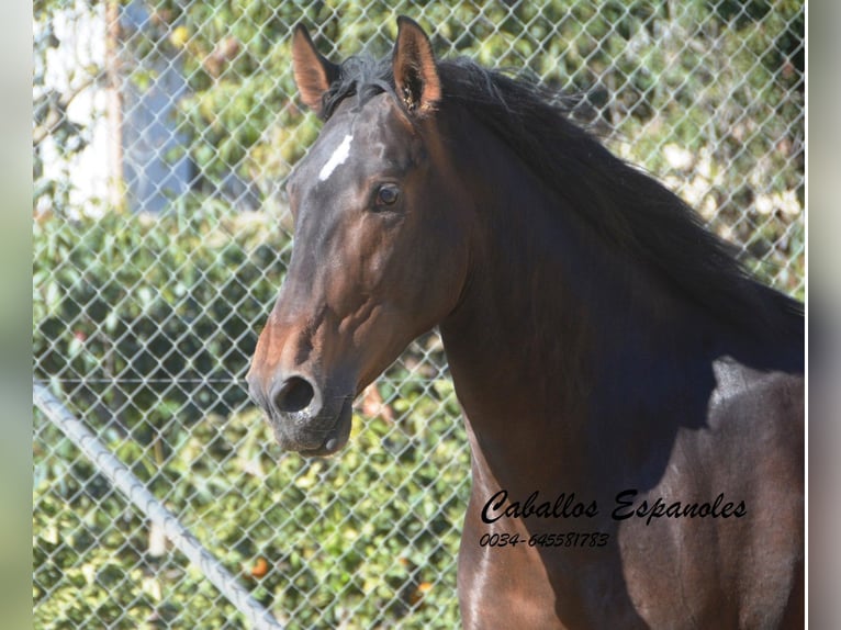 PRE Mix Stallion 3 years 16 hh Brown in Vejer de la Frontera