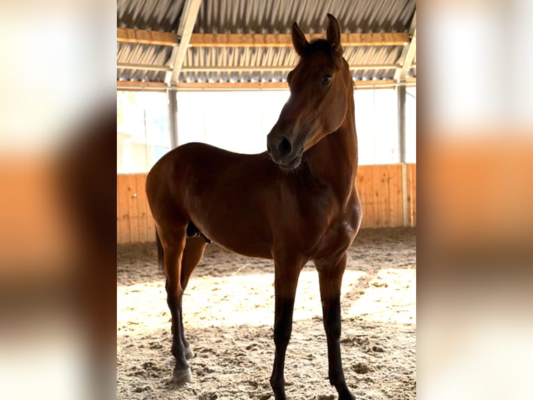 PRE Mix Stallion 3 years 16 hh Brown-Light in Lochen am See