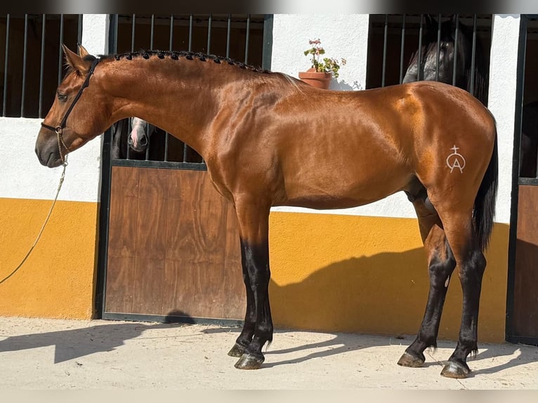 PRE Mix Stallion 3 years 16 hh Brown-Light in Lochen am See