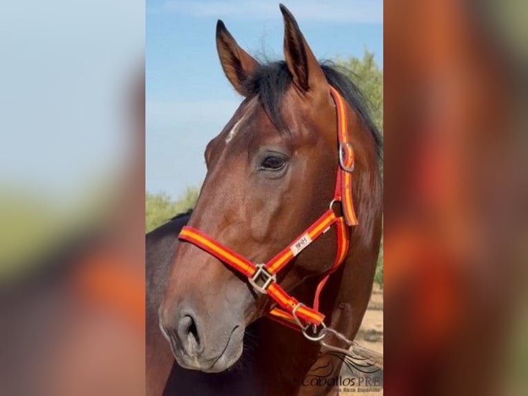 PRE Stallion 3 years 16 hh Brown in Merida