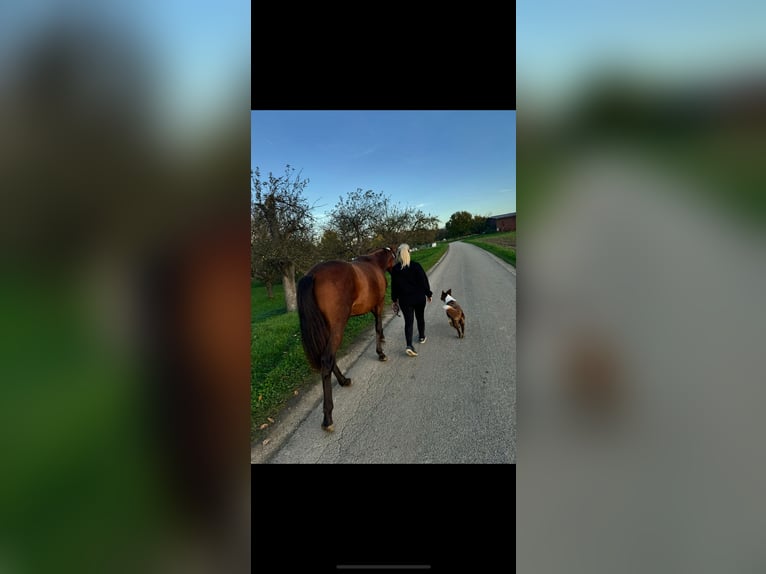 PRE Stallion 3 years 16 hh Brown in Kirchheim unter Teck