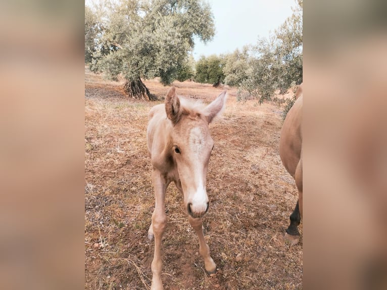 PRE Stallion 3 years 16 hh Buckskin in Geldern