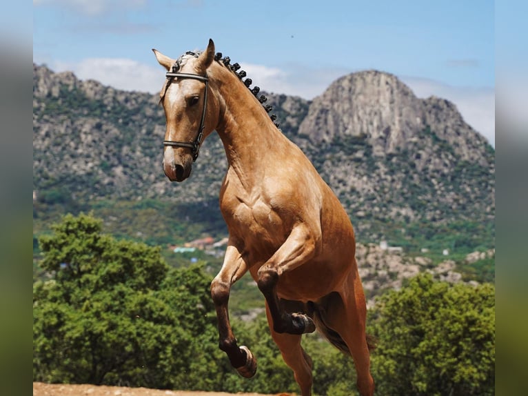 PRE Stallion 3 years 16 hh Buckskin in Geldern