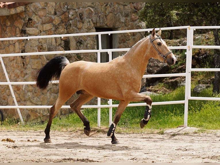 PRE Stallion 3 years 16 hh Buckskin in Geldern