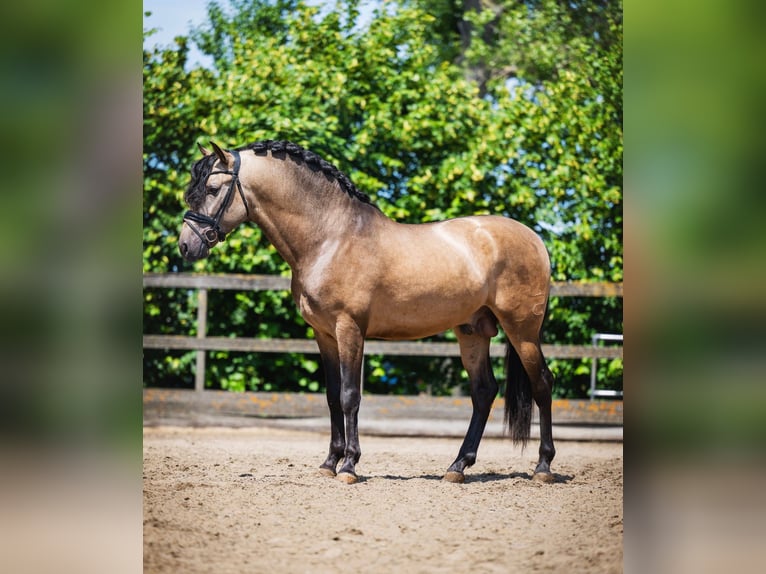 PRE Mix Stallion 3 years 16 hh Buckskin in Poeldijk