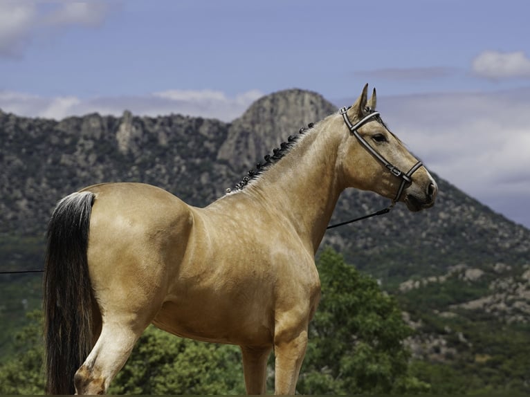 PRE Stallion 3 years 16 hh Buckskin in La Cabrera