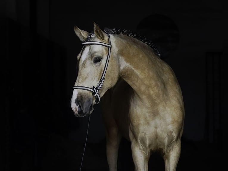 PRE Stallion 3 years 16 hh Buckskin in La Cabrera