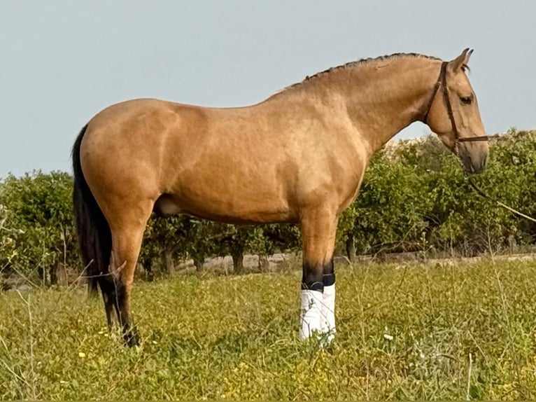 PRE Mix Stallion 3 years 16 hh Buckskin in Schwarme