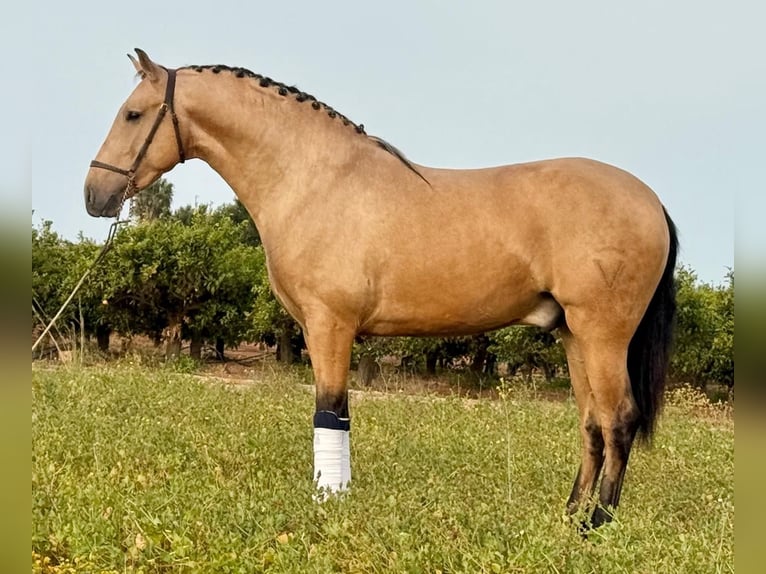 PRE Mix Stallion 3 years 16 hh Buckskin in Schwarme
