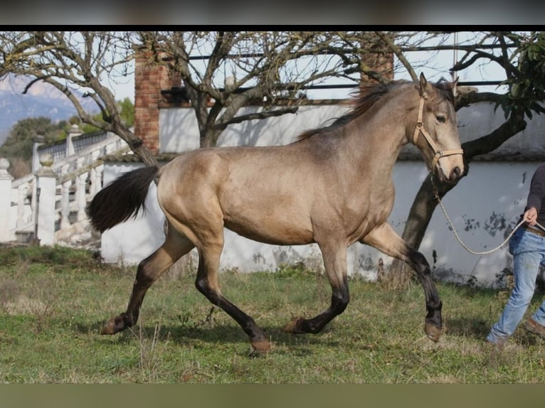 PRE Mix Stallion 3 years 16 hh Buckskin in Olvan
