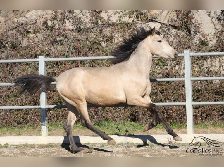 PRE Stallion 3 years 16 hh Buckskin in Barcelona