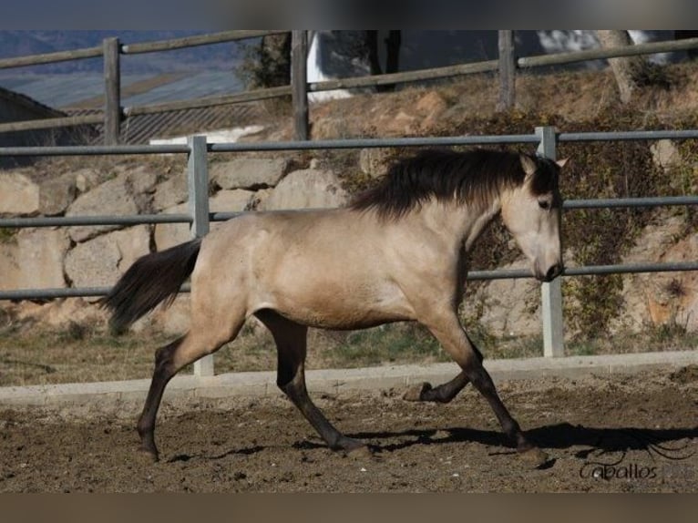 PRE Stallion 3 years 16 hh Buckskin in Barcelona