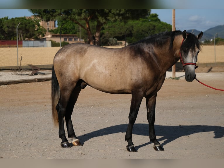 PRE Mix Stallion 3 years 16 hh Can be white in Hamburg