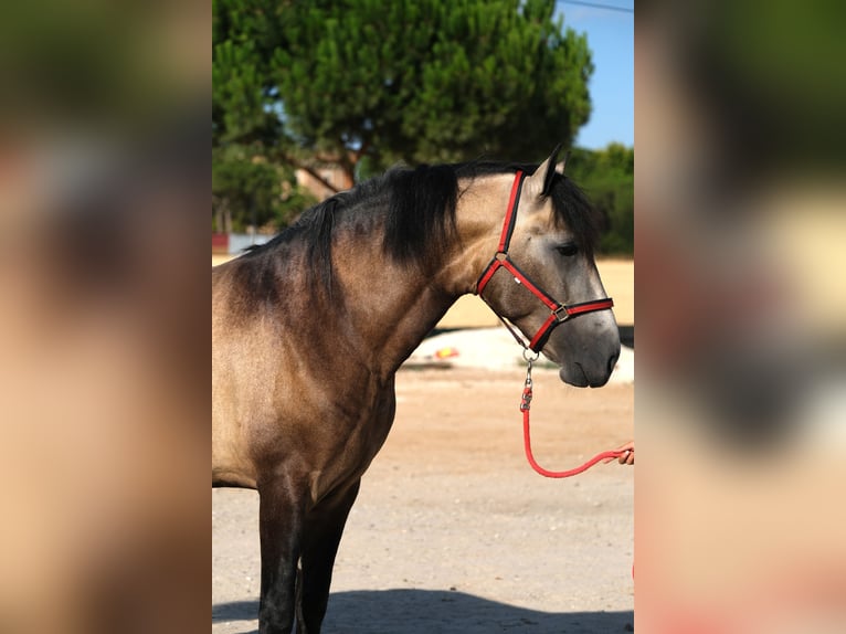 PRE Mix Stallion 3 years 16 hh Can be white in Hamburg