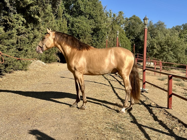 PRE Stallion 3 years 16 hh Champagne in Galaroza (Huelva)