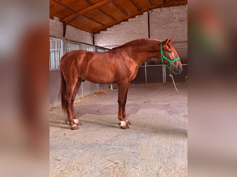 PRE Stallion 3 years 16 hh Chestnut-Red in Granada