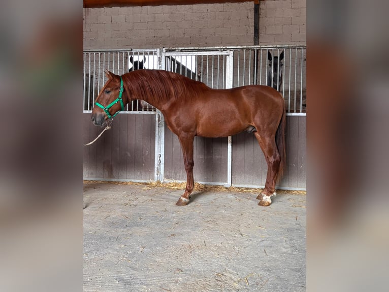 PRE Stallion 3 years 16 hh Chestnut-Red in Granada