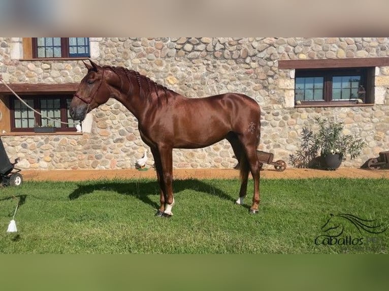 PRE Stallion 3 years 16 hh Chestnut-Red in Barcelona