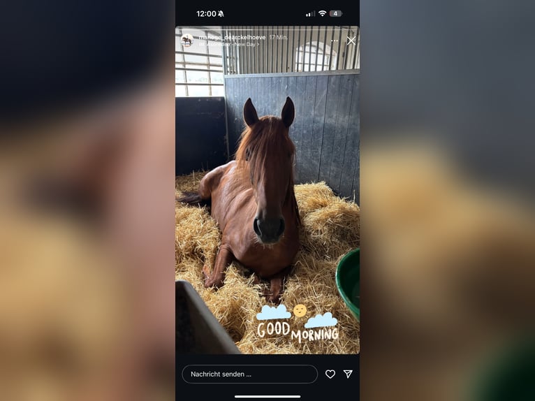 PRE Stallion 3 years 16 hh Chestnut-Red in Grebenhain