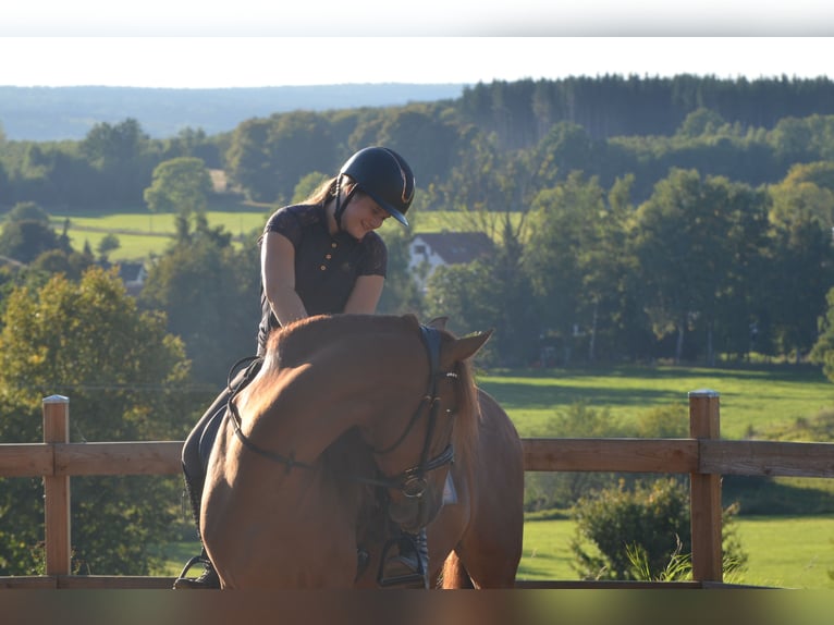 PRE Stallion 3 years 16 hh Chestnut-Red in Grebenhain