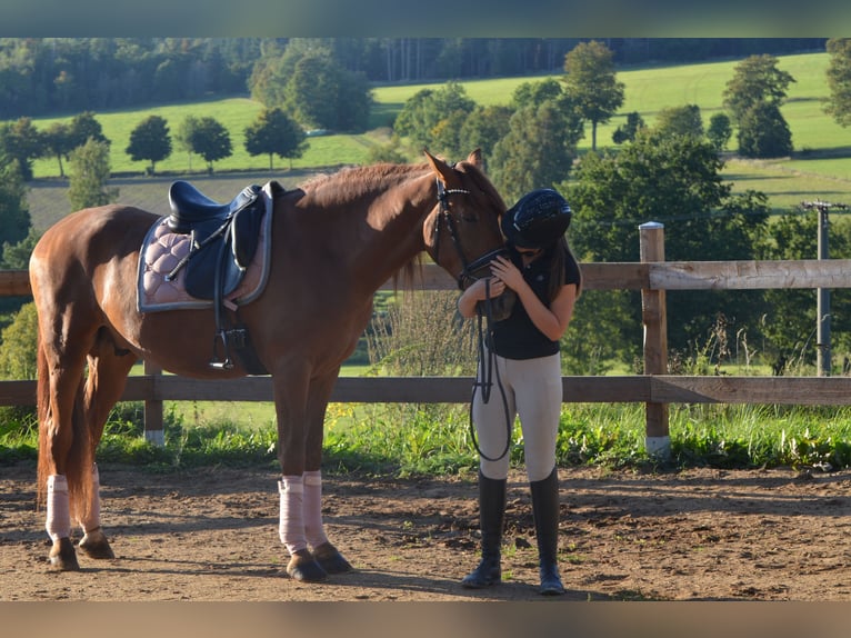 PRE Stallion 3 years 16 hh Chestnut-Red in Grebenhain