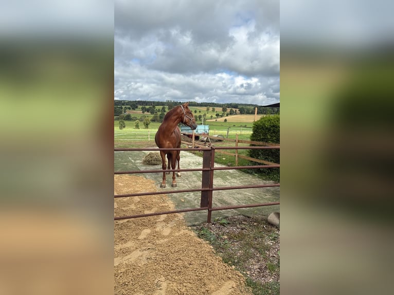 PRE Stallion 3 years 16 hh Chestnut-Red in Grebenhain