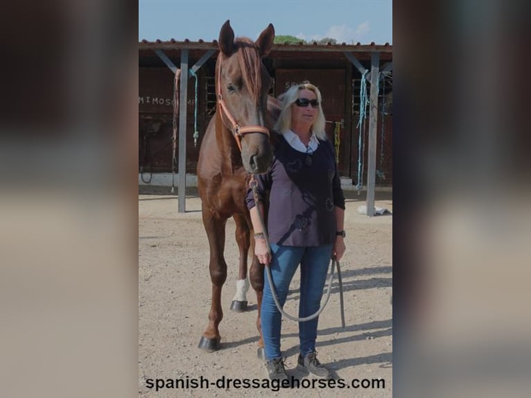 PRE Mix Stallion 3 years 16 hh Chestnut-Red in Barcelona