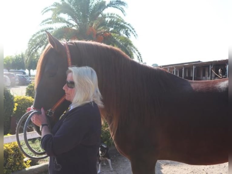 PRE Mix Stallion 3 years 16 hh Chestnut-Red in Barcelona