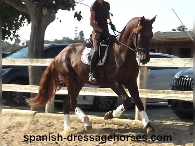 PRE Mix Stallion 3 years 16 hh Chestnut-Red in Barcelona