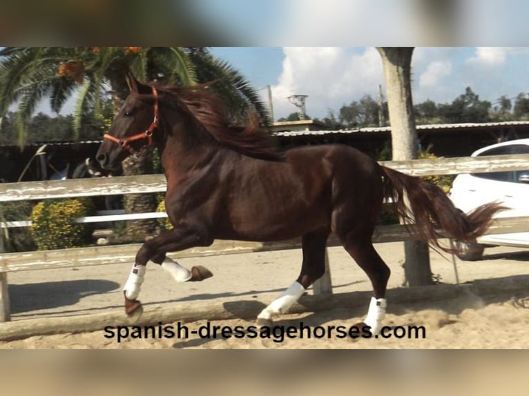 PRE Mix Stallion 3 years 16 hh Chestnut-Red in Barcelona