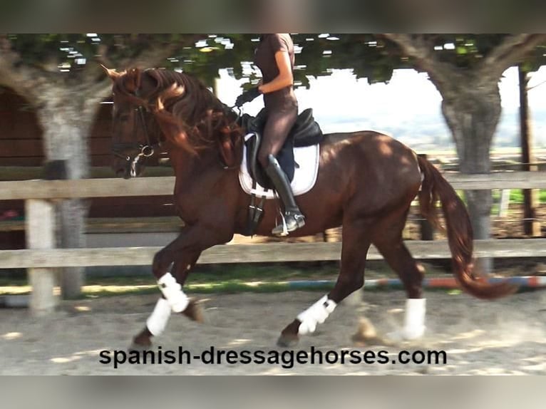 PRE Mix Stallion 3 years 16 hh Chestnut-Red in Barcelona